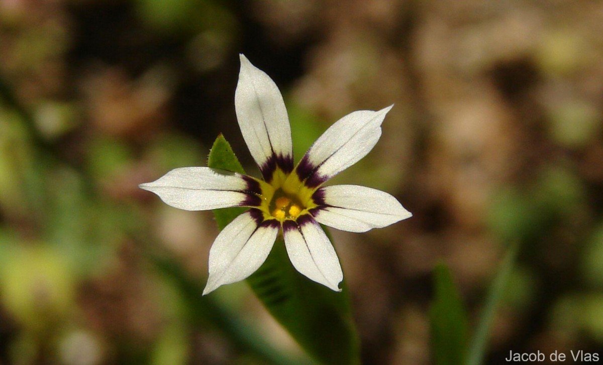 Sisyrinchium micranthum Cav.